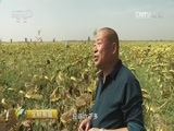 生财有道 《生财有道》 20161107 咱们家乡有特产——葵花：五原富民的特产名片