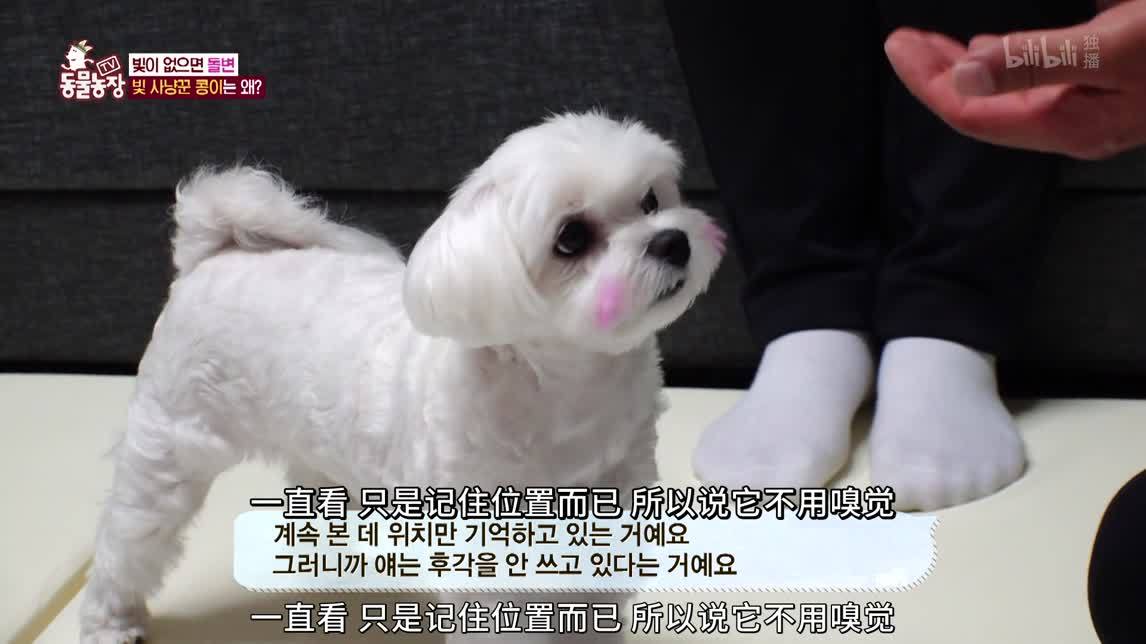 导向犬的故事