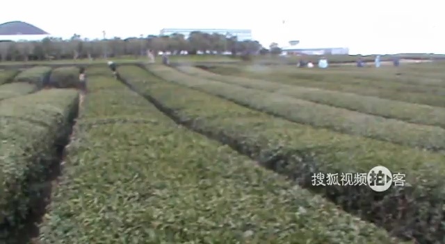 韩国之旅 【拍客】韩国之旅济州岛绿茶博物馆