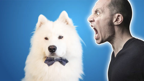 狗狗趣谈奇葩说观点