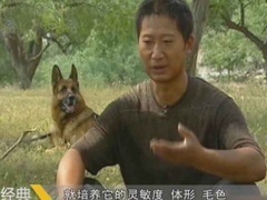 经典传奇 另类主角点赞录 奇犬崽崽