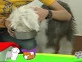 狗狗日记 第128天 安心的吃饭