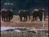动物世界 动物世界 2010年 第206期