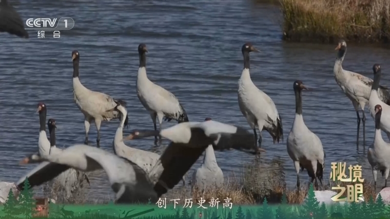 秘境之眼 《秘境之眼》 黑颈鹤 20260405