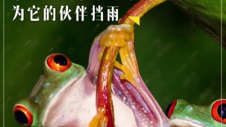 新视界 原来你的蛙 旅途中是这样的