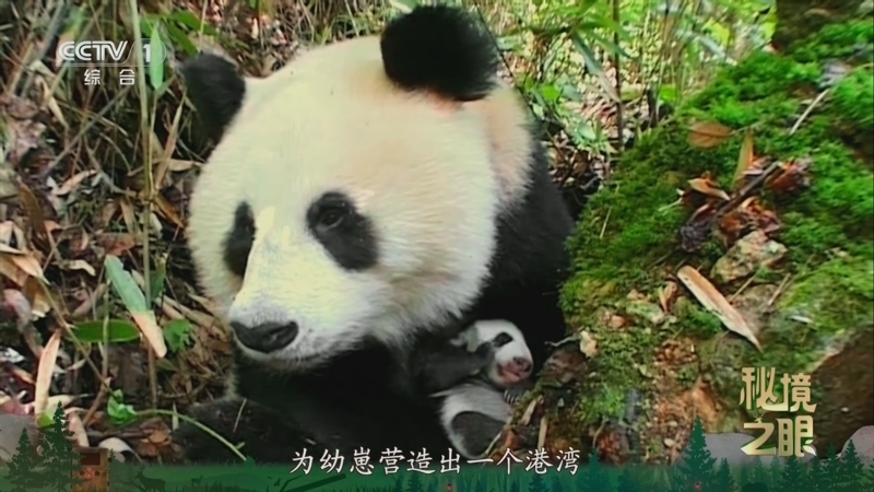 秘境之眼 《秘境之眼》 大熊猫秦岭亚种 20250306