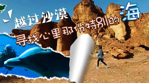 世界多美丽 这里的鲨鱼竟然不吃小鱼