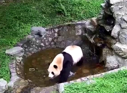 胖达直播间 福宝可爱晨练