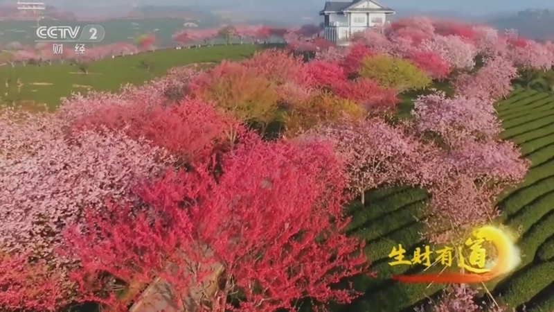 生财有道 《生财有道》 20220414 咱们家乡春天美——花香小镇 香甜味道