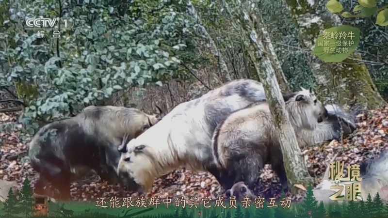 秘境之眼 《秘境之眼》 秦岭羚牛 20250809