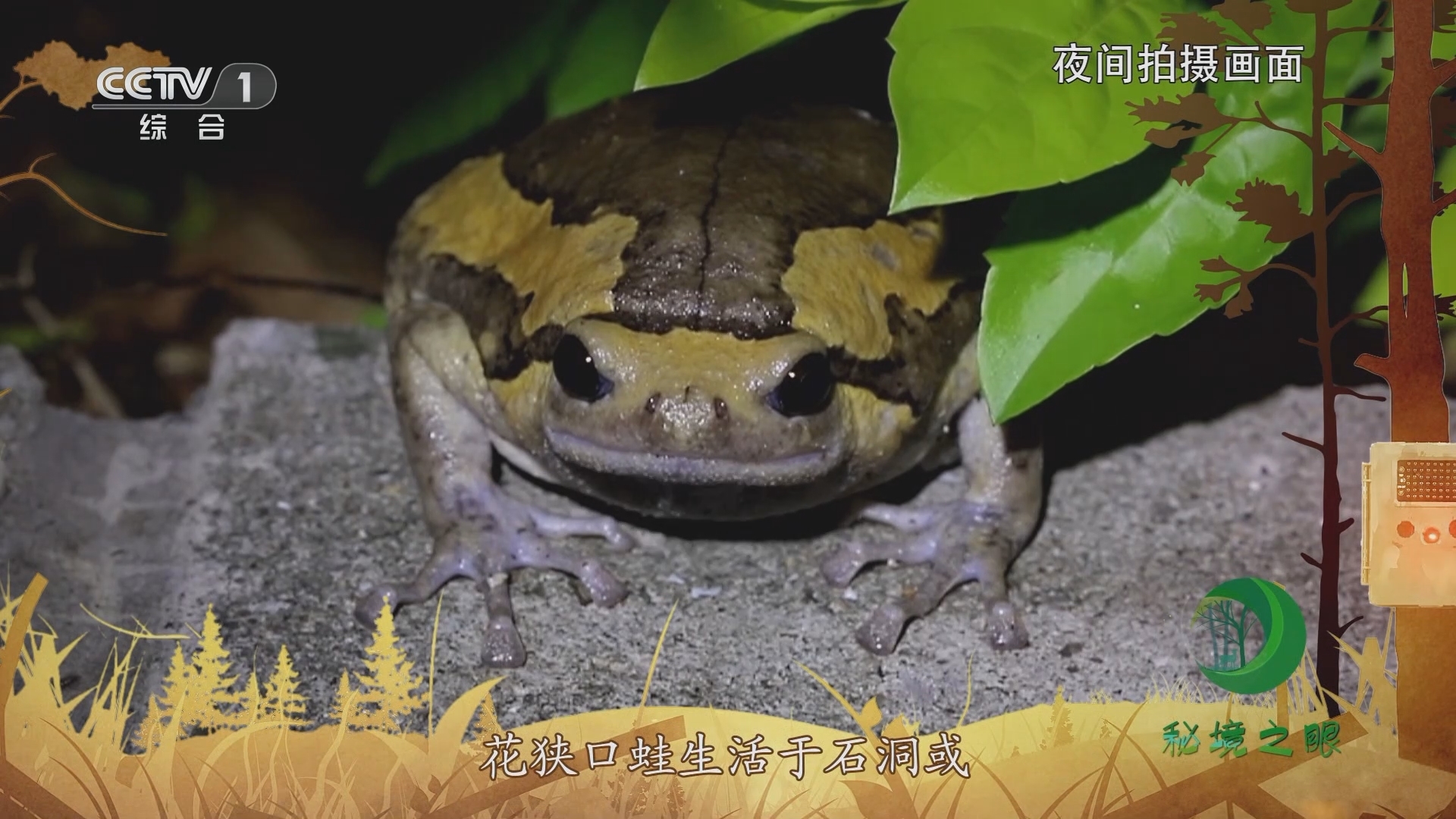 秘境之眼 《秘境之眼》 花狭口蛙 20231217