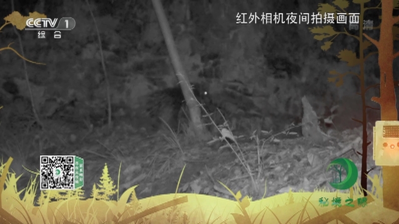 秘境之眼 《秘境之眼》 豪猪 20220802