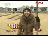 生财有道 [生财有道]飞去又飞来的大雁(20111130)