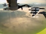 原来如此 《原来如此》 20150906 赶不走的鸟