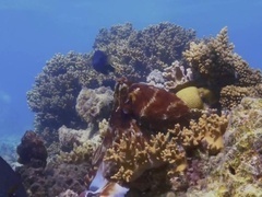 蓝色星球 第二季第3集：珊瑚礁