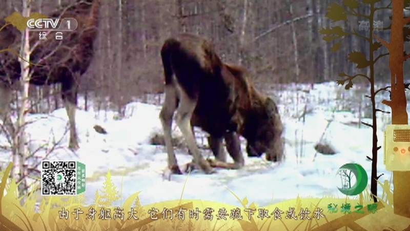 秘境之眼 《秘境之眼》 驼鹿 20220503