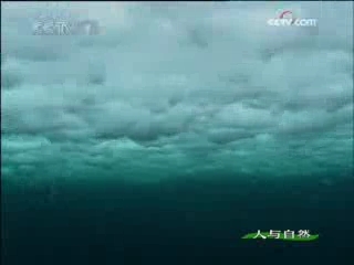 人与自然 北极熊战场（上）