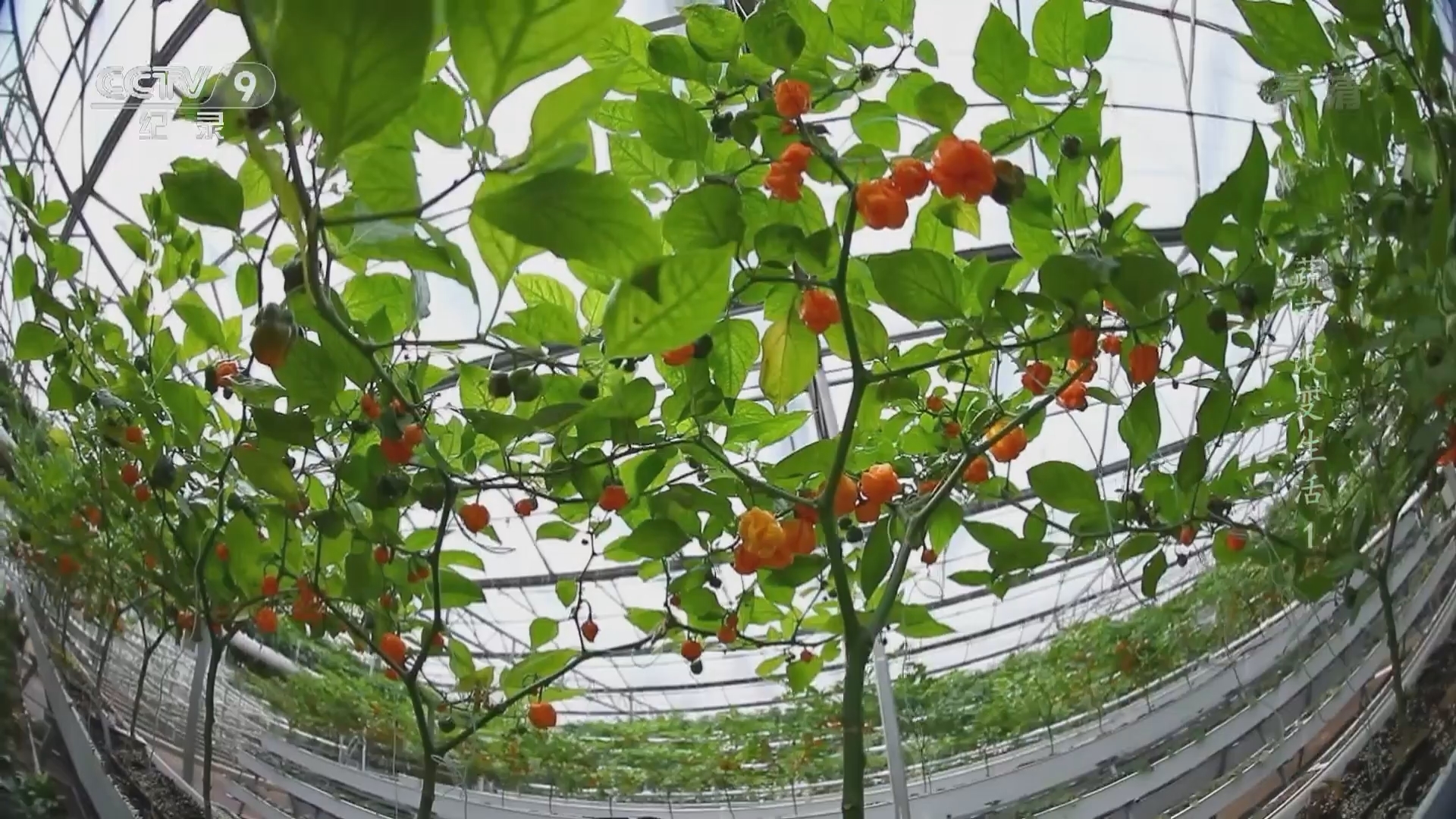 《蔬菜改变生活》 第1集 多彩硅谷