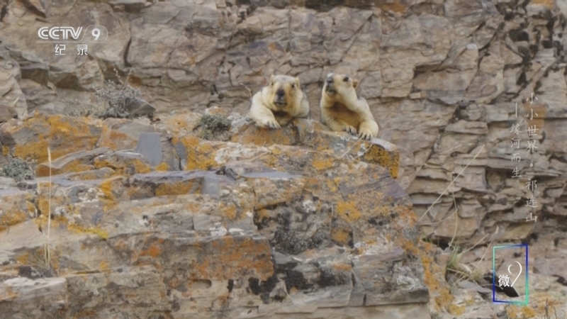 《小小世界 祁连山》 第2集 缘河而生