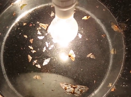 新闻大求真 夏天如何除飞蛾？