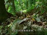 动物世界 动物世界 凿工 上