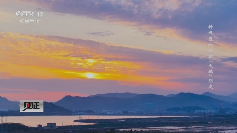 《见证》 20260309 钟吸秀和她的“天鹅”朋友