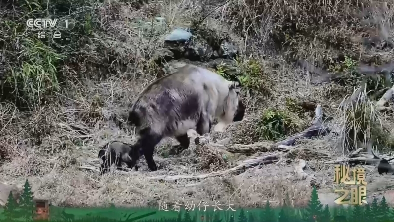 秘境之眼 《秘境之眼》 四川羚牛 20260509