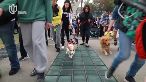 上海星尚报道第八届月湖活动