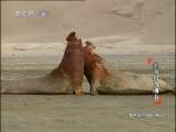 动物世界 动物世界 2010年 第197期