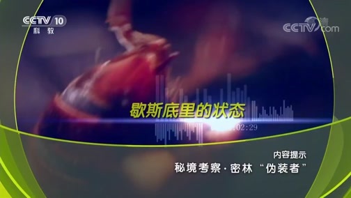 地理中国 《地理中国》 20190425 秘境考察·密林“伪装者”