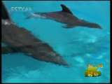 新闻袋袋裤 新闻袋袋裤 2010年 第100期