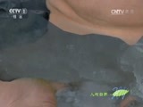 人与自然 《人与自然》 20160609 动物冬季奥运会（上）