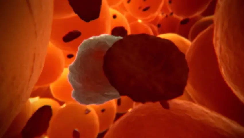 《BBC：人体奥秘》第4集