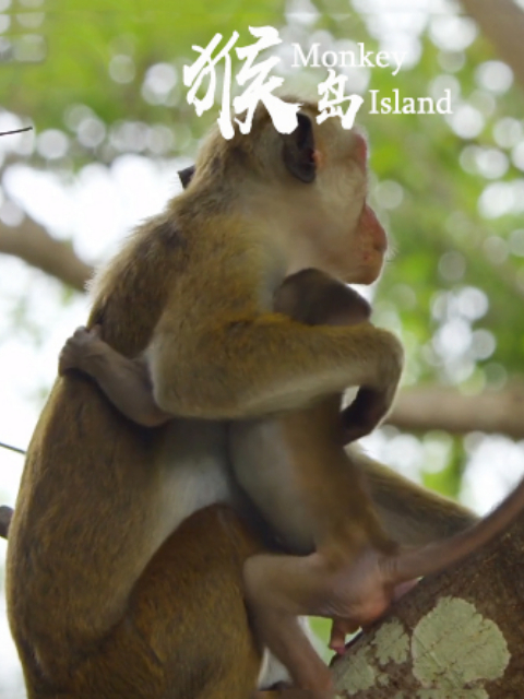 猴岛 海报