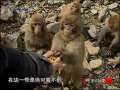 走近科学 武当山“猴王”