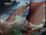怪兽的家园（上） 《人与自然》20110815