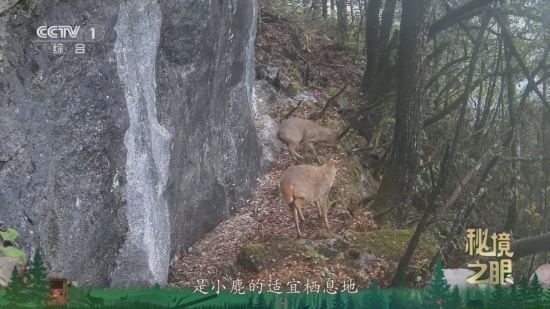 《秘境之眼》 小麂 20260119