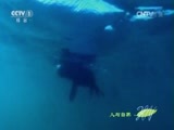人与自然 《人与自然》 20150918 自然启示 集群的奥秘——冲破重围