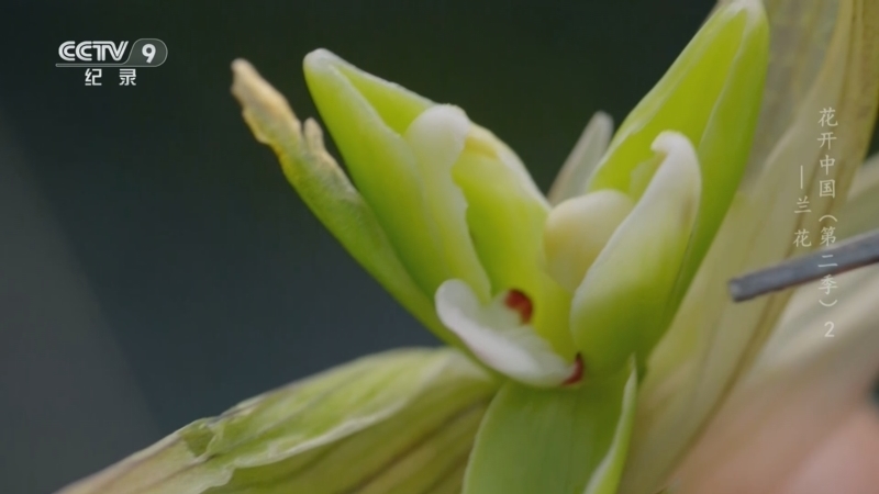 花开中国第二季 《花开中国 第二季》 第2集 兰花