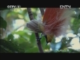 漂流者的天堂 《人与自然》 20121208 南太平洋—漂流者的天堂（上）