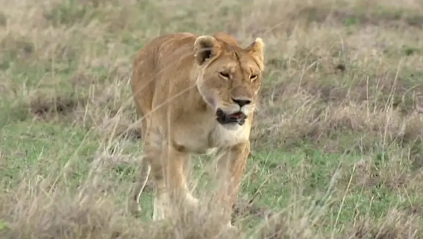 《大猫日记第三季》第3集