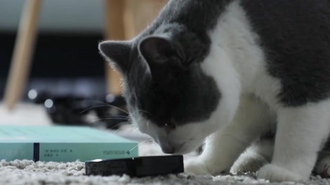 喵客帝国 猫咪抓周：罐头被嫌弃？