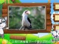 看图识物 鸬鹚 鹈鹕 犀鸟