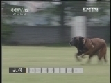 《天网》 20121010 八集系列片《警·犬》——比武执勤（下集）