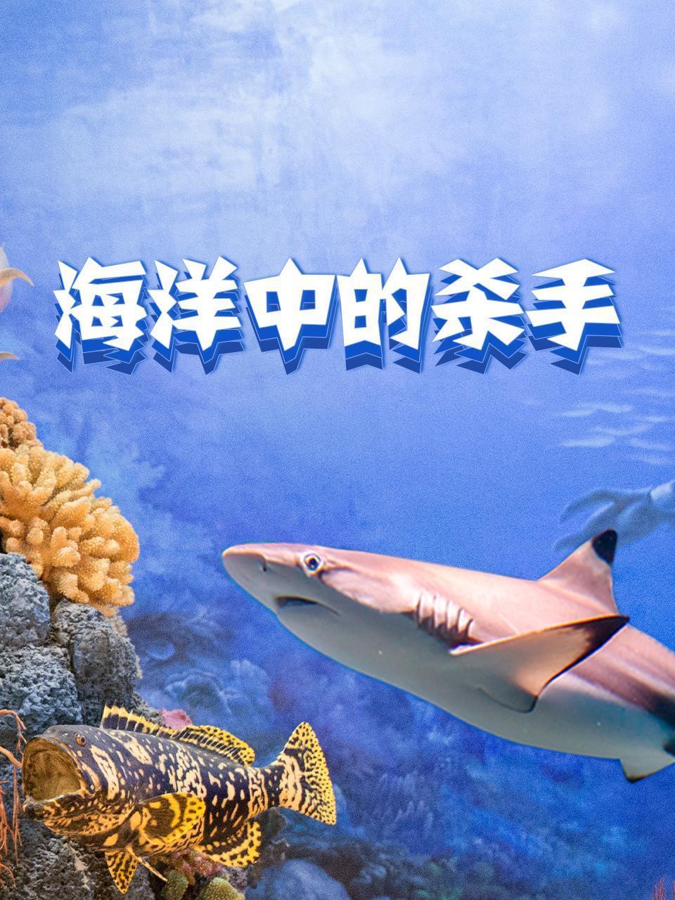 海洋中的杀手