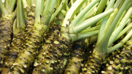 农村一根野菜价格高达600元，主要销往日本市场！