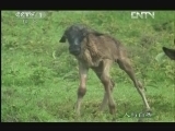 人与自然 《人与自然》 20130102 自然启示 角马大迁徙