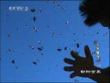 动物世界 动物世界 2010年 第117期