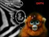 动物世界 《动物世界》 20110820