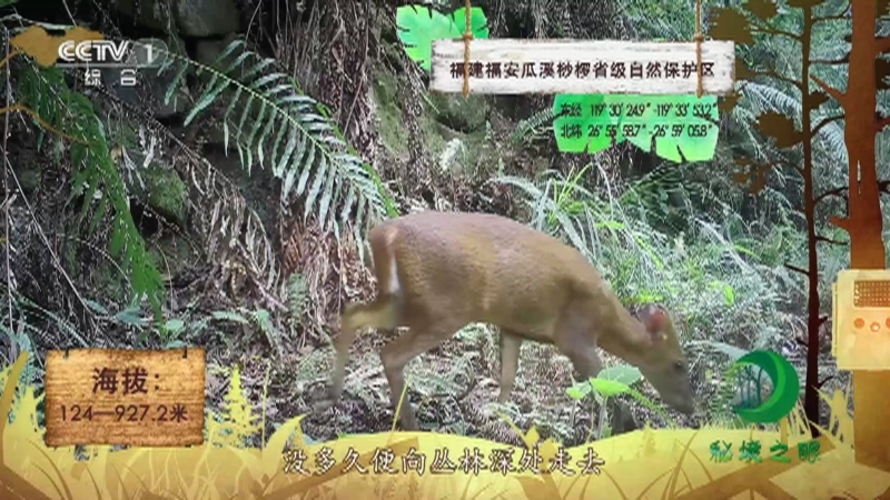 《秘境之眼》 小麂 20210904